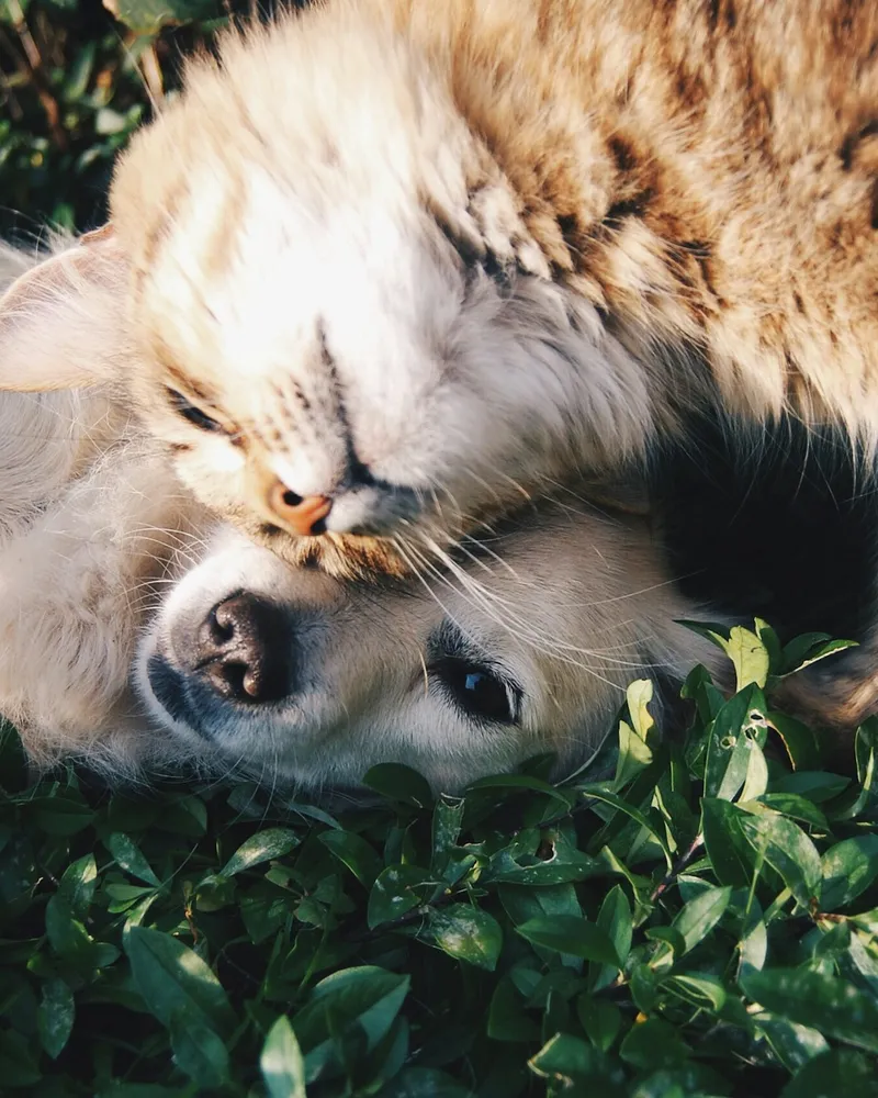 A dog and a cat resting together, the pipo.pet community